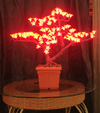 Lampu cherry LED
KARNAR INTERNATIONAL GROUP LTD